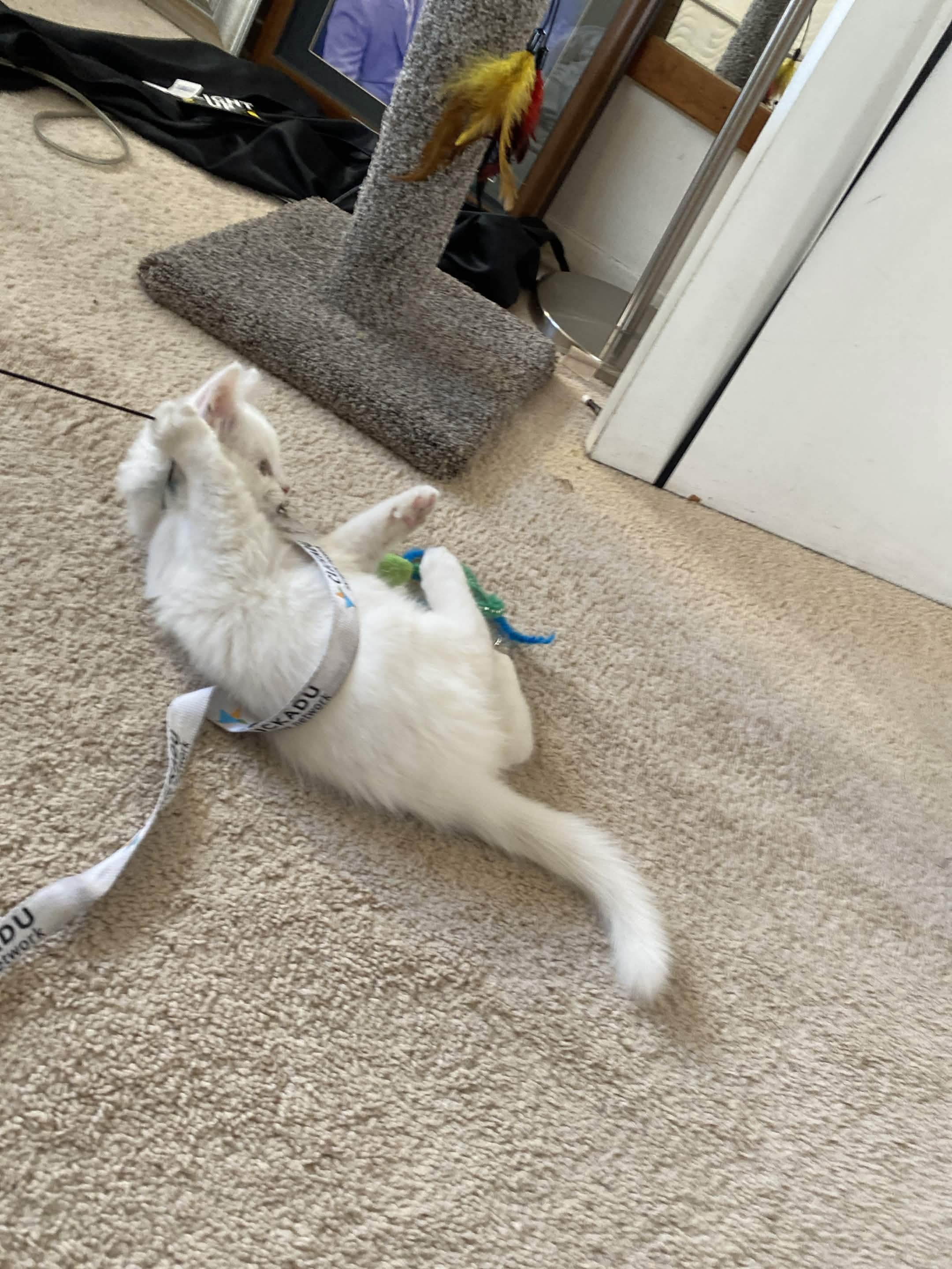 Claw Command cat mascot