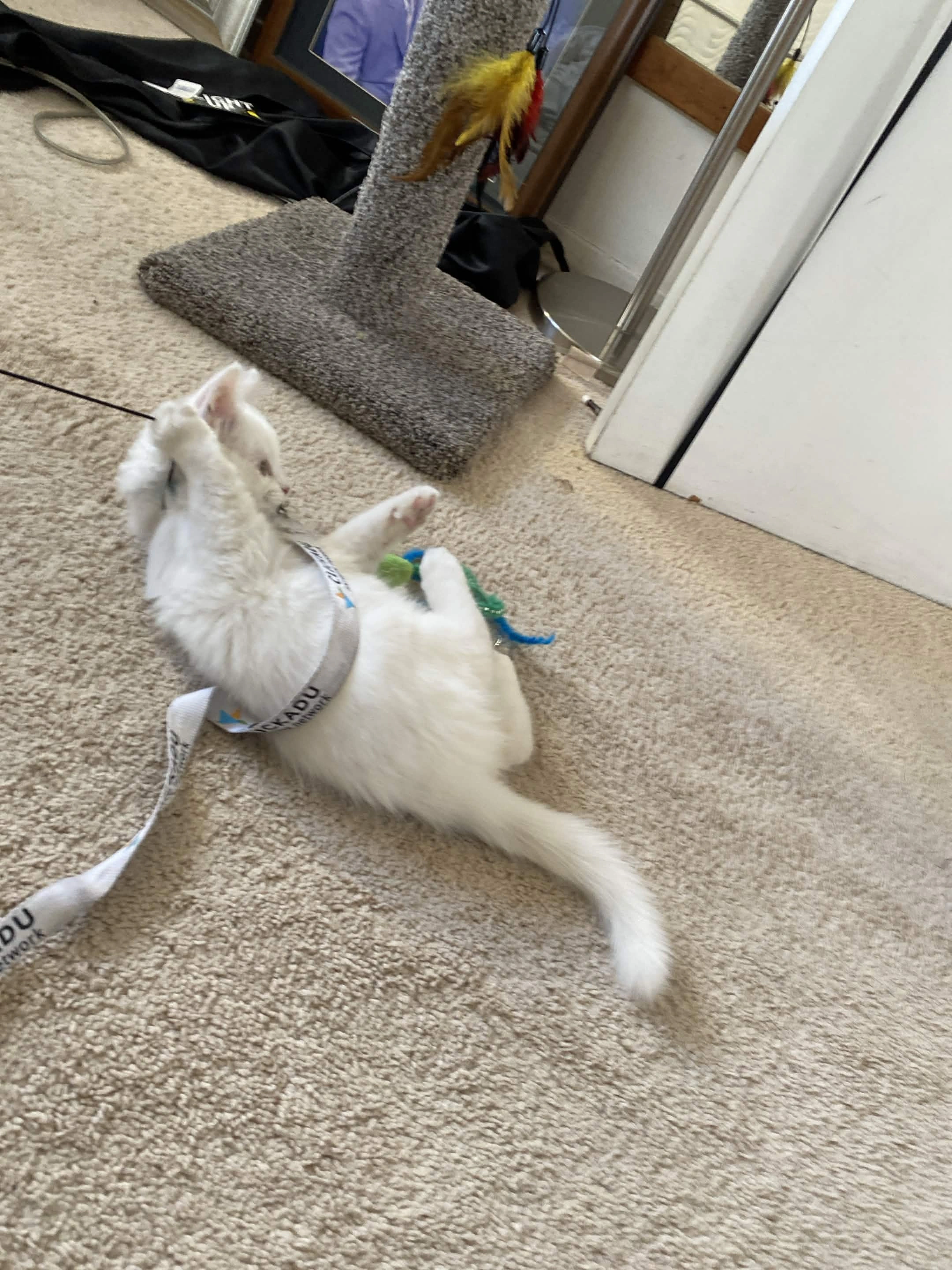 Claw Command cat mascot